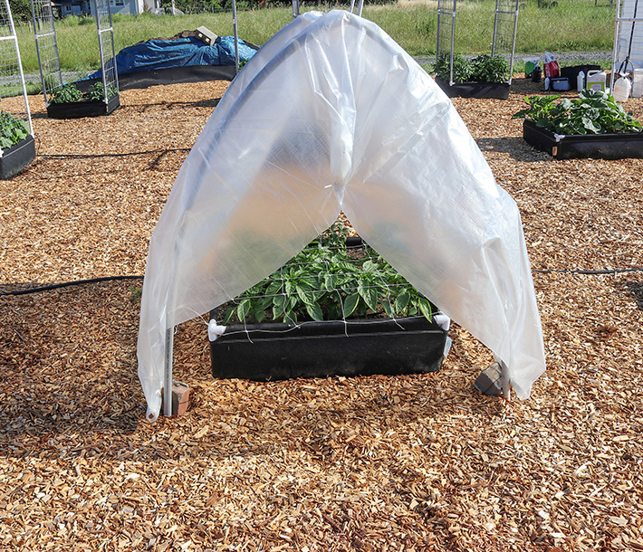 A Sungrower Greenhouse Poly cover on a greenhouse with plants flourishing in a GeoPlanter Fabric Raised Bed