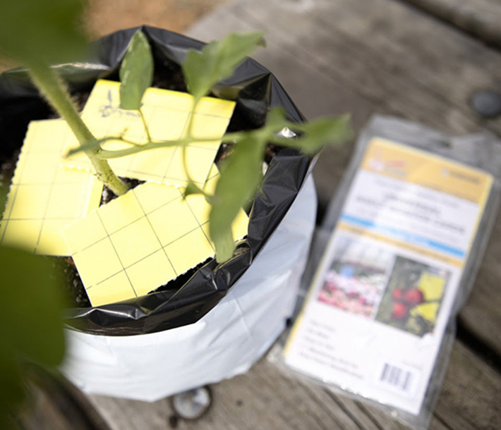 FlyWeb cards, shown at the base of a plant stem in a Sungrower Grow Bag, trap adult fungus gnats
