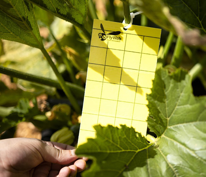 FlyWeb card hangs from a branch and is coated with natural, high-strength glue to resist moisture