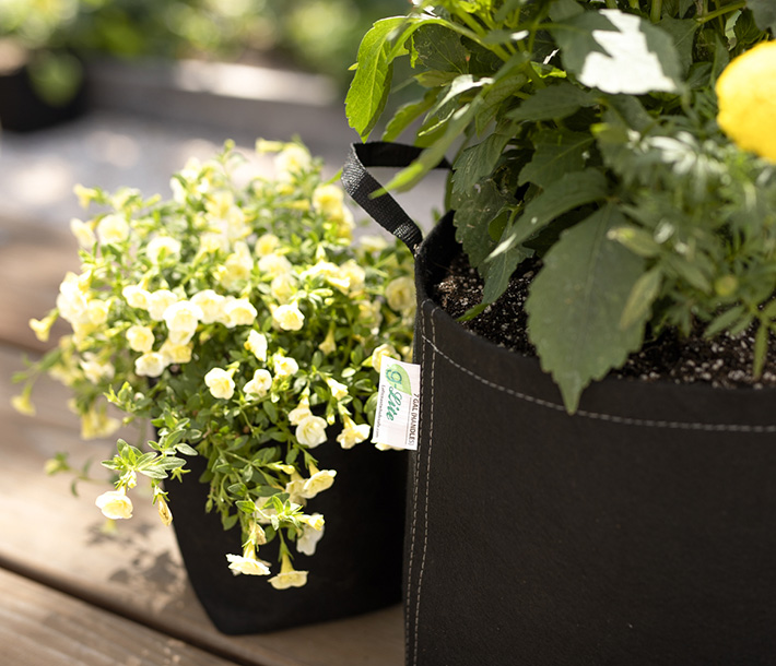 Two types of plants blossom in two different sizes of the economical G-Lite Fabric Pot