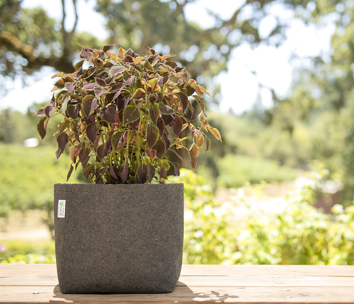 A plant thrives in a G-Lite Fabric Pot, designed to withstand constant moisture and UV exposure