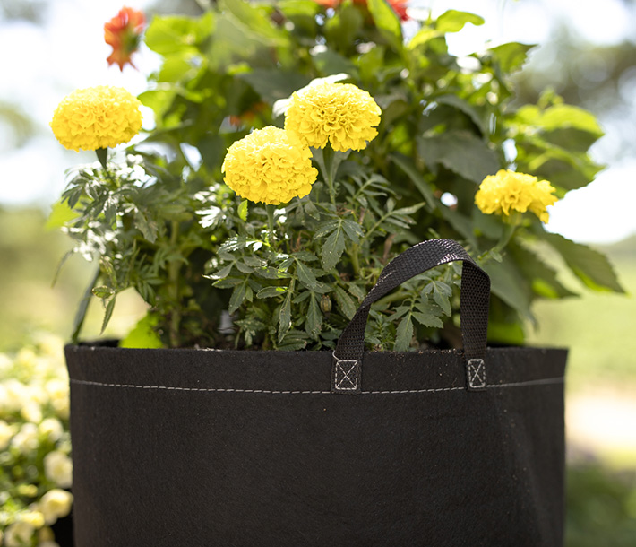 Plants thriving in a G-Lite Fabric Pot Black with handles for easy movement