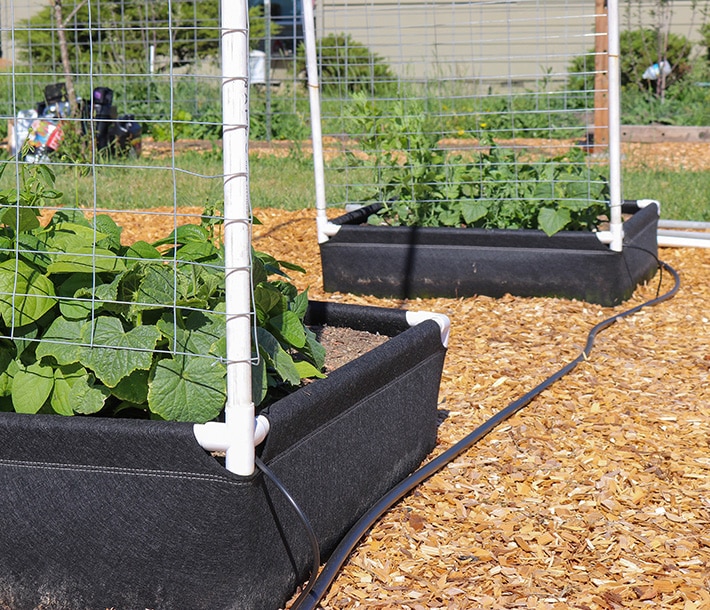 Plants grow in a GeoPlanter Fabric Raised Bed with PVC corner connectors and pipes used to install Sungrower trellis netting