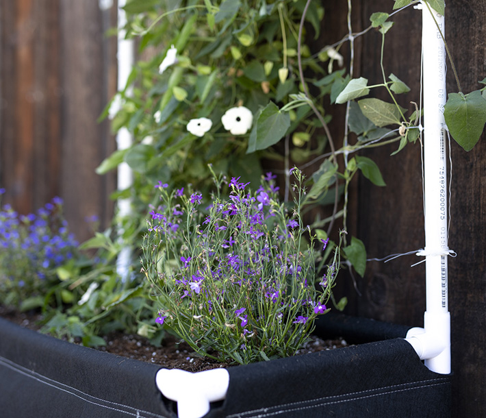 Plants grow up netting from a Trellis Kit that attaches easily to the GeoPlanter Fabric Raised Bed