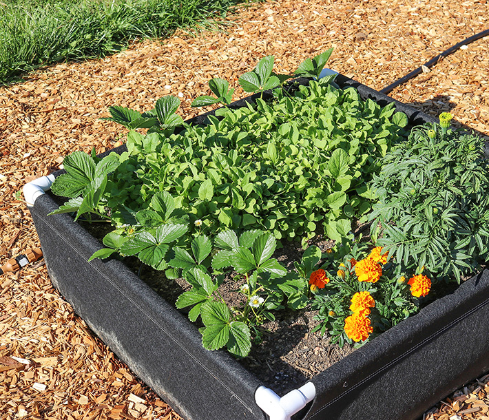 A top down view of plants flourishing inside a GeoPlanter Fabric Raised Bed with breathable fabric