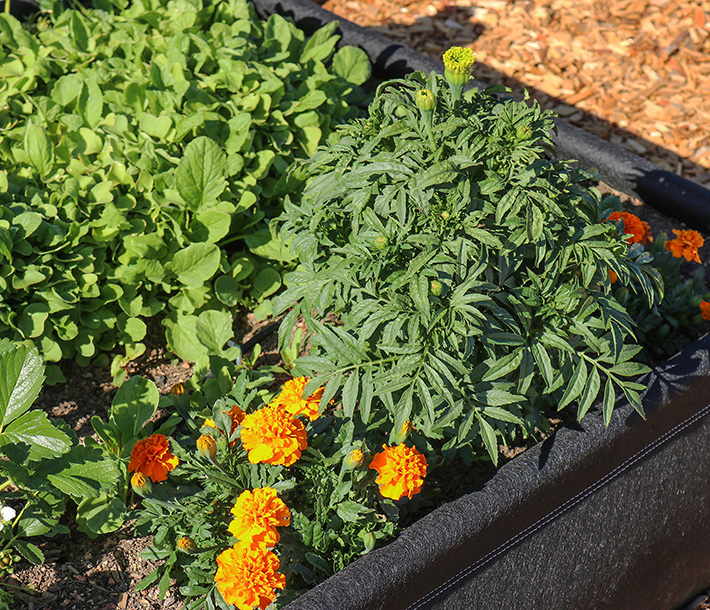 Different types of flowers and strawberries flourish inside four GeoPlanter Fabric Raised Beds with different growing configurations
