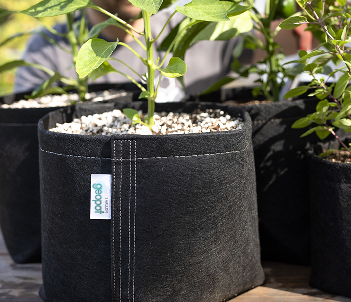 Plants growing in several black GeoPot fabric containers, which naturally air prunes roots