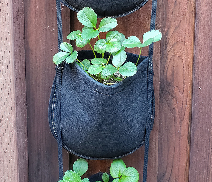 The 4-pocket GeoPot Hanging Garden with new growth sprouting