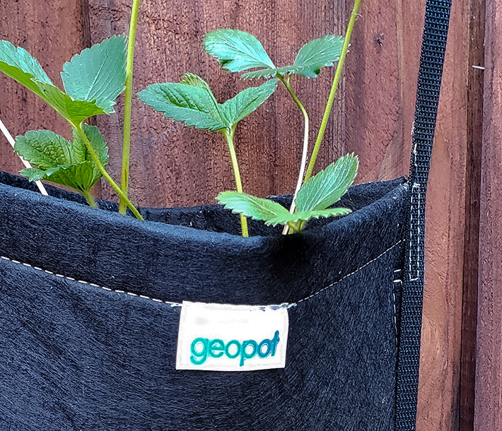 Leaves sprout from the 2-Pocket GeoPot Hanging Garden