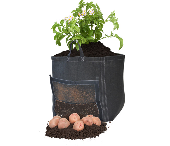 Potatoes ready to harvest are easily accessed with the GeoPot Potato Bag