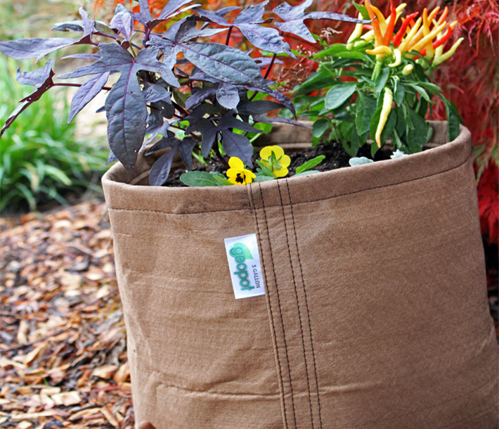 Colorful plants thrive in a GeoPot Fabric Pot Tan, which helps cool root zone temperatures