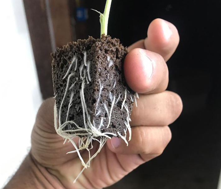 A gardener displays a plant with roots thriving in an ihort plug