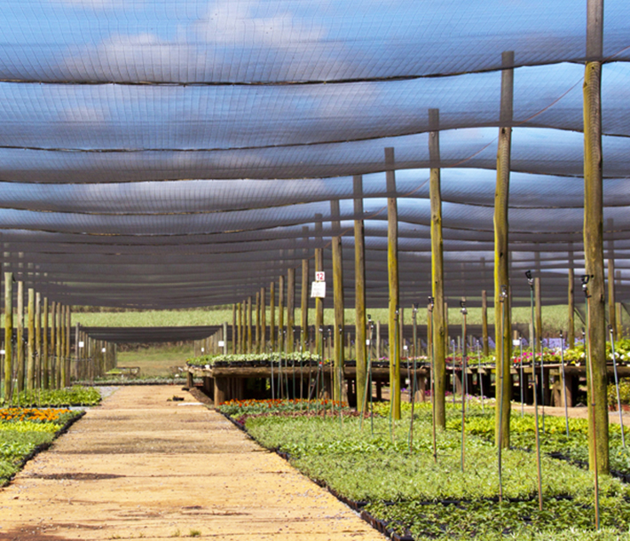 Rows of plants and flowers flourish under the cover of 40% shade cloth