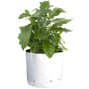 A plant shows the robust growth achieved when using the Sungrower Grow Bag