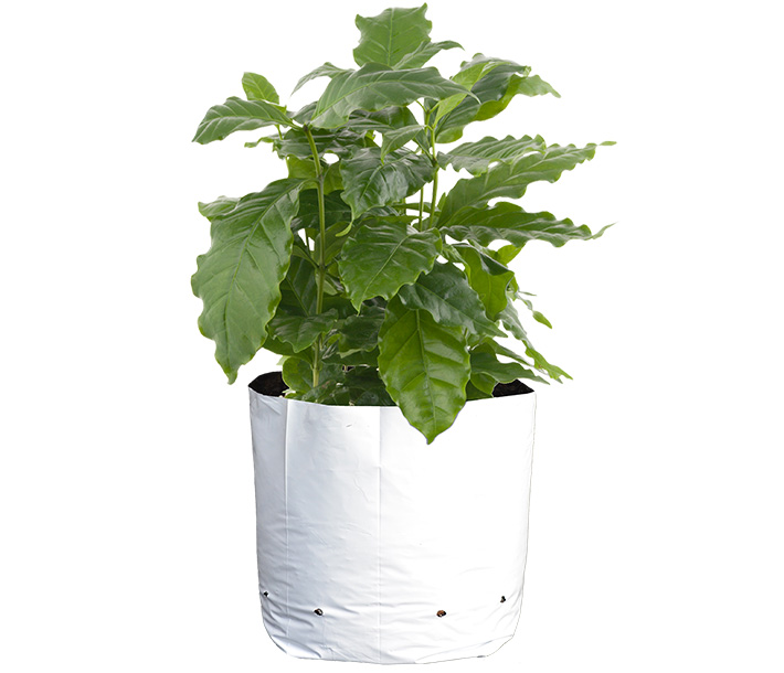A plant shows the robust growth achieved when using the Sungrower Grow Bag