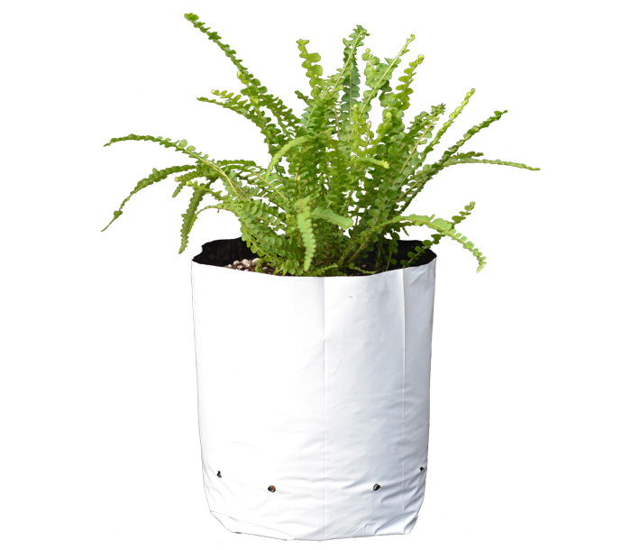 A fern flourishes in a Sungrower Black and White Grow Bag, which blocks algae growth and cools roots