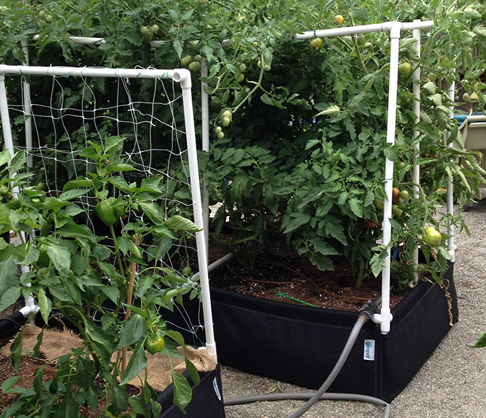 Tomato and pepper plants grow robustly inside two GeoPlanter Fabric Raised Beds outfitted with Trellis Kits