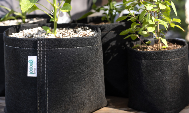 Healthy plants thrive in two GeoPot Fabric Pots, including one with a Velcro seam for easy transplanting