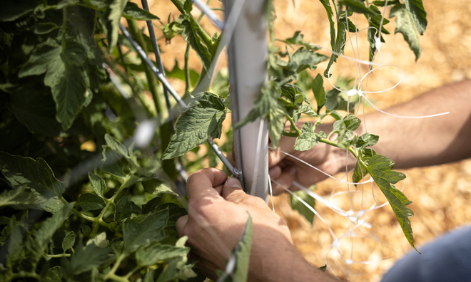 A gardener works with Sungrower trellis netting, which has double-reinforced perimeters to increase its load-bearing weight