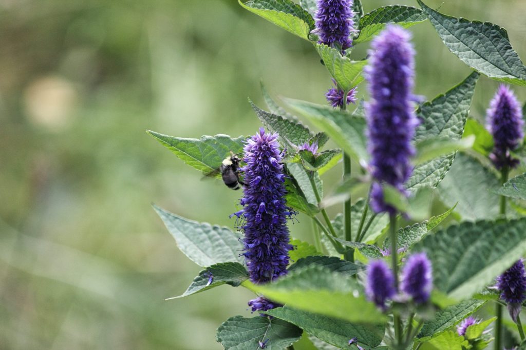 bee resting on a purple hyssop bloom, blurred greenery in the background