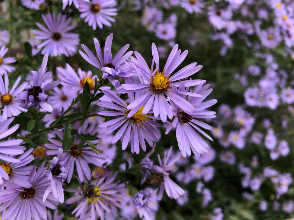 pale purple aster flowers with blurred flowers in the background