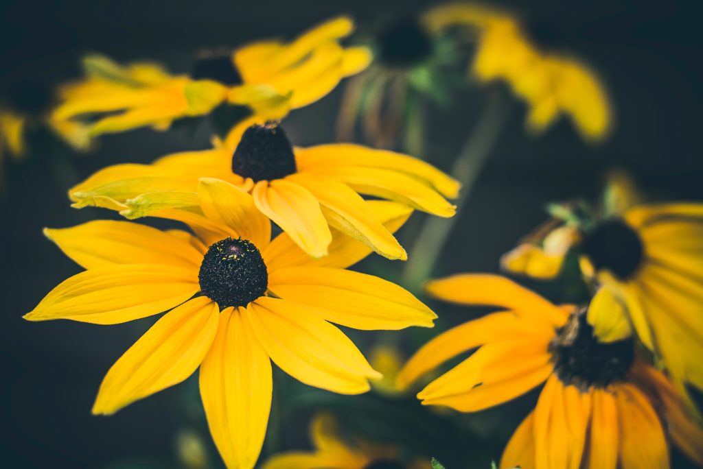 bright yellow black eyed susan with blurred flowers in the background
