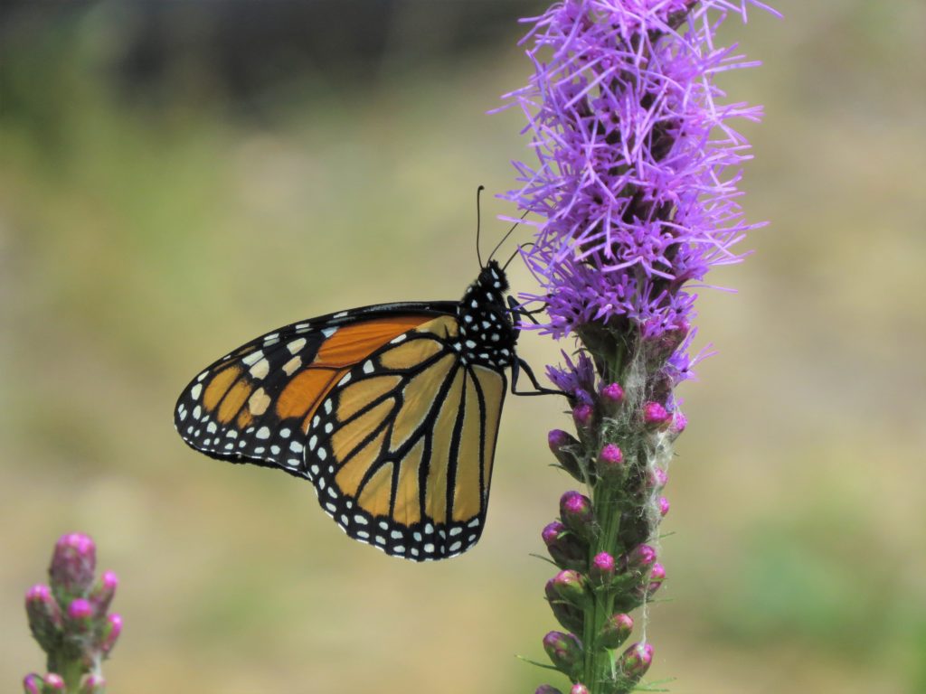 monarch butterfly resting on a blazing star flower tower of purple blooms
