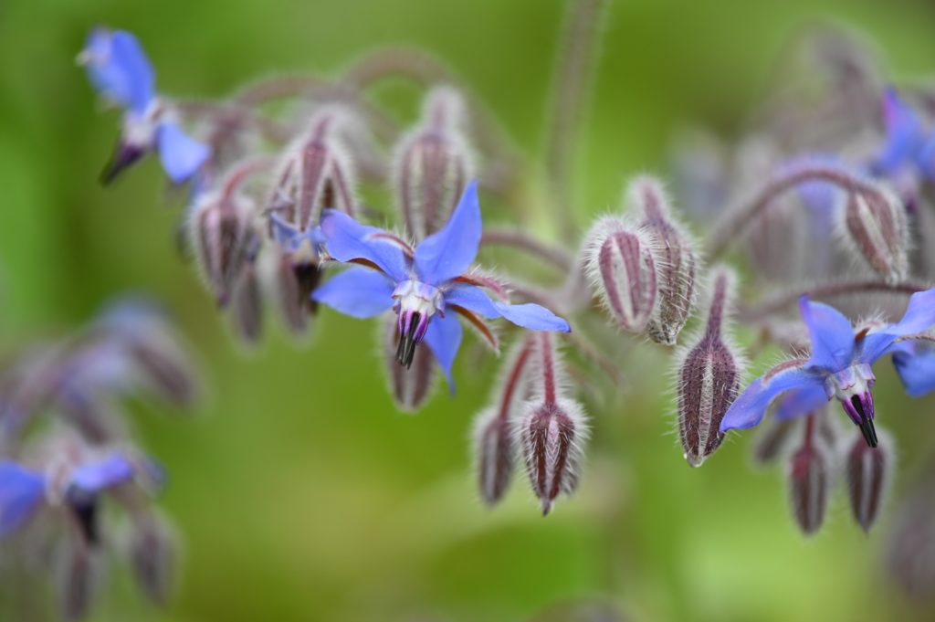 pale blueish purple borage blooms delicate, drooping flowers