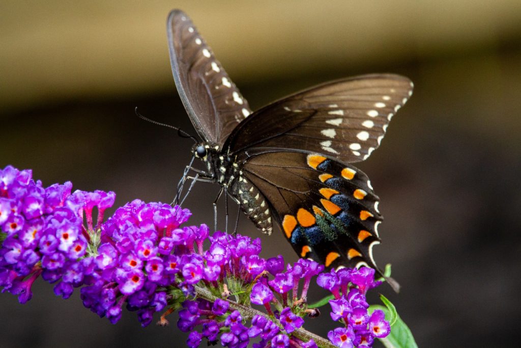 black butterfly resting on a bright purple butterfly bush flower