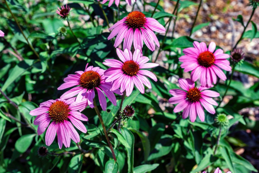pink/purple coneflower with deep green leaves in the background