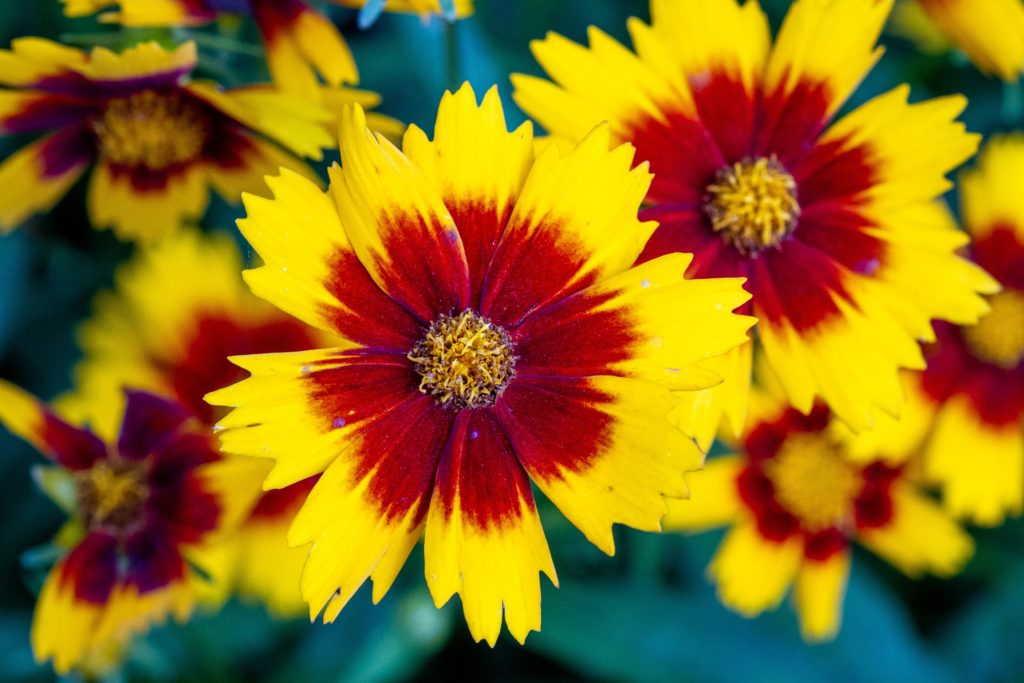 red and yellow coreopsis flowers with blurred flowers in the background