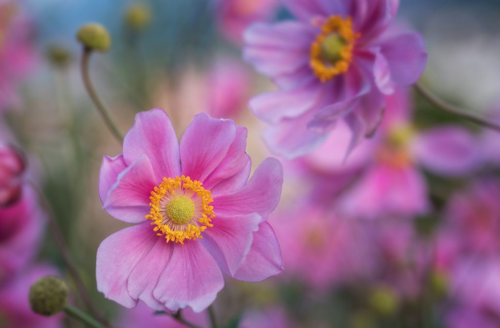 pink cosmos flowers with blurred flowers in the background