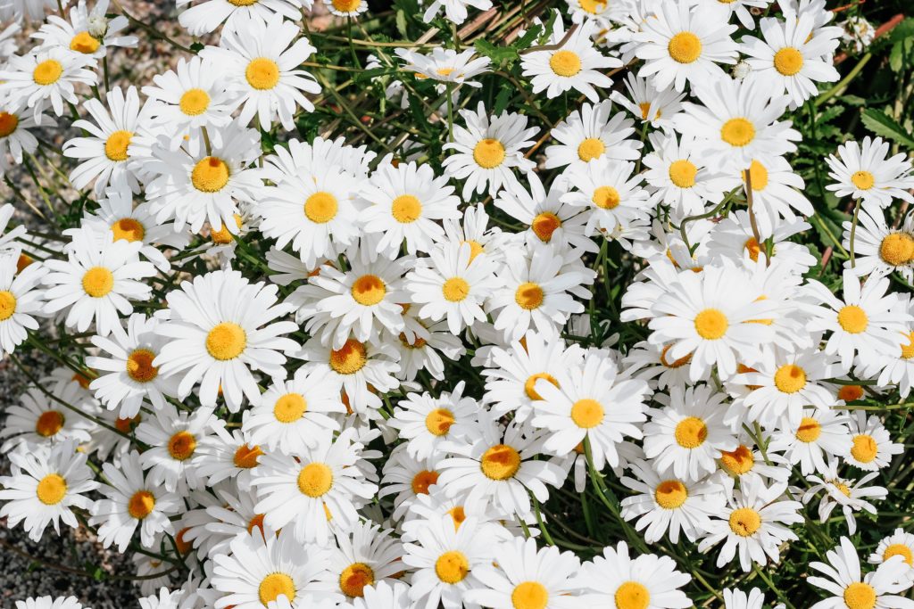 a blanket of white daisies