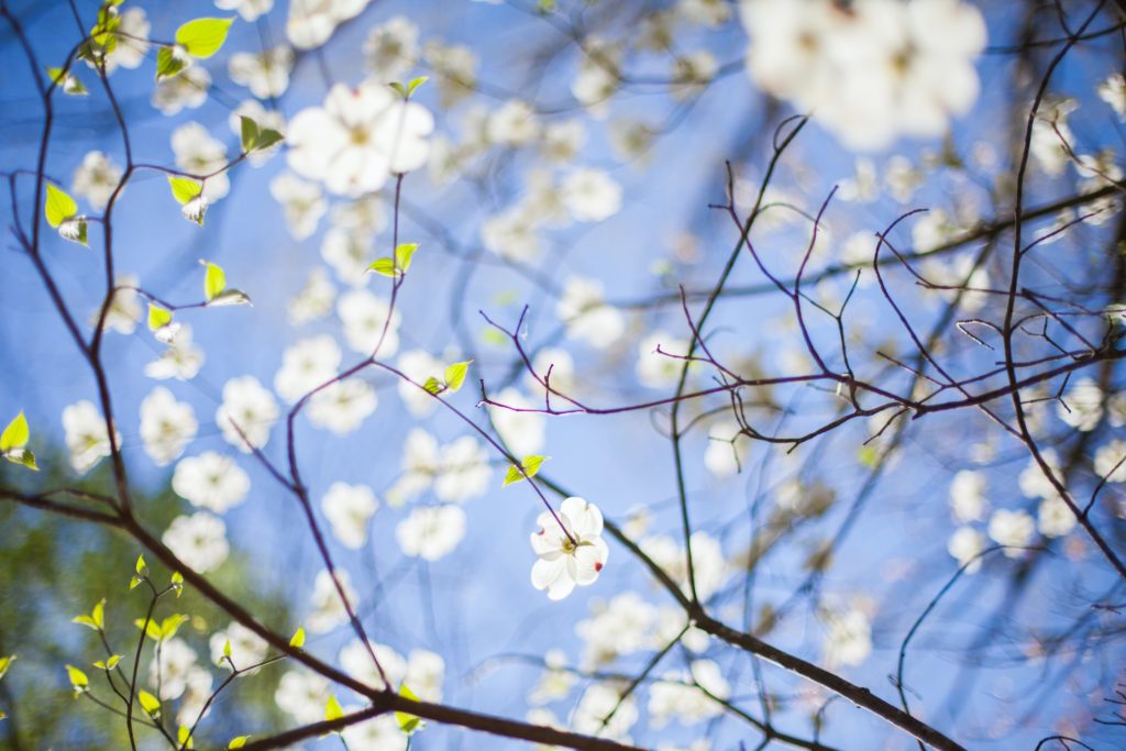 dogwood branches tipped with white flowers with a blue sky background