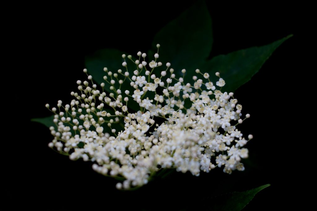 white elderberry plant flowers with dark background