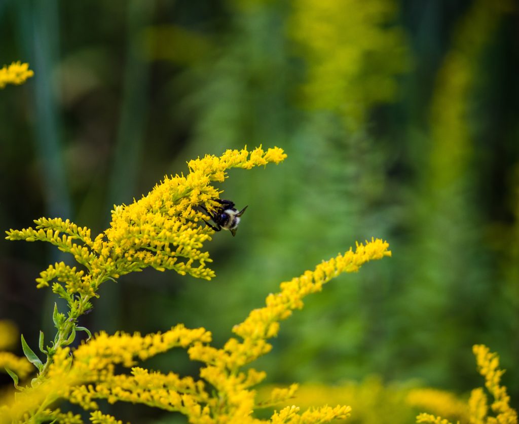 a bee resting on a sprig of goldenrod