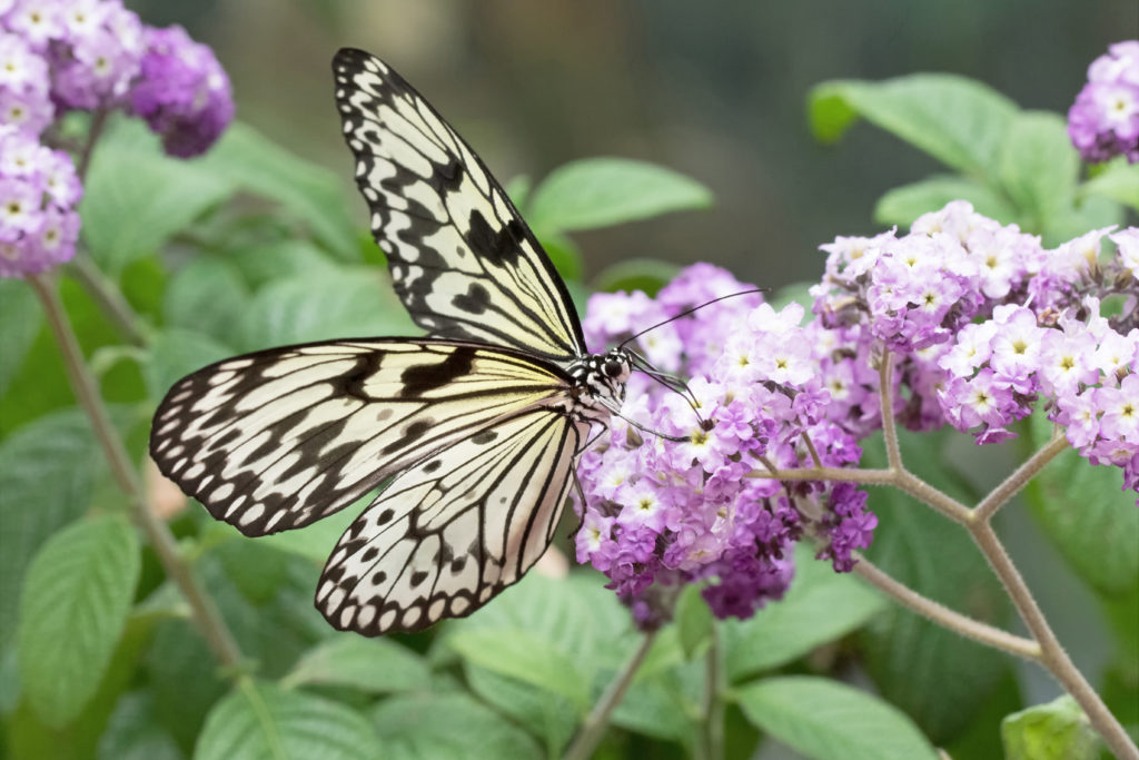 black and white paper kite butterfly resting on pale purple heliotrope flower