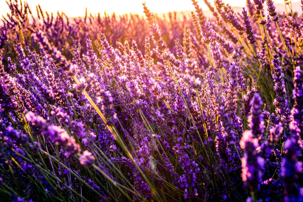 a field of purple lavender flowers