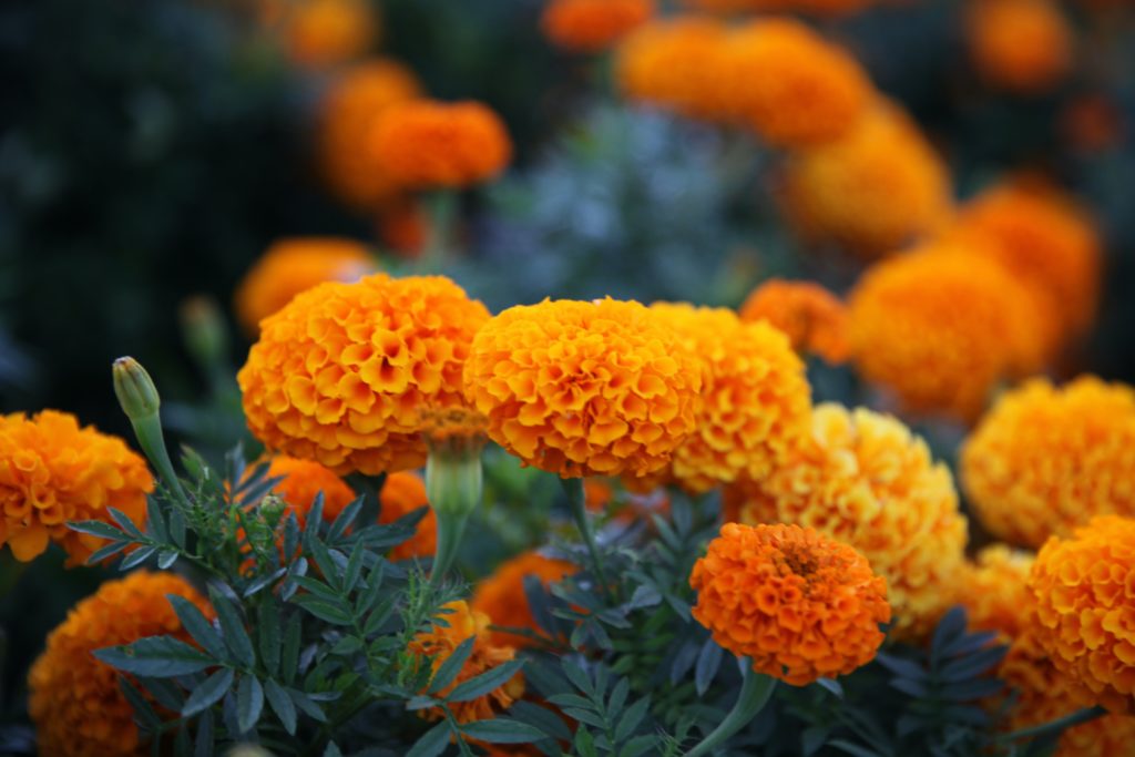 bright orange clusters of marigold flowers