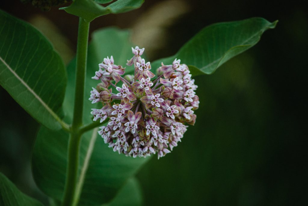 closeup of milkweed flower and leaves