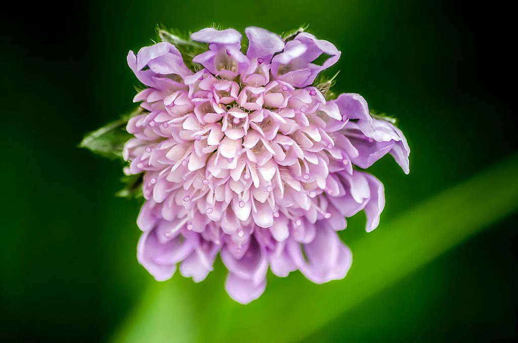 pincushion or scabiosa flower, closeup look at tiny blooms