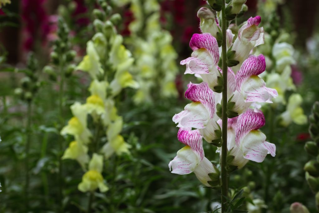 pink and white snapdragon flower with yellow snapdragon in background
