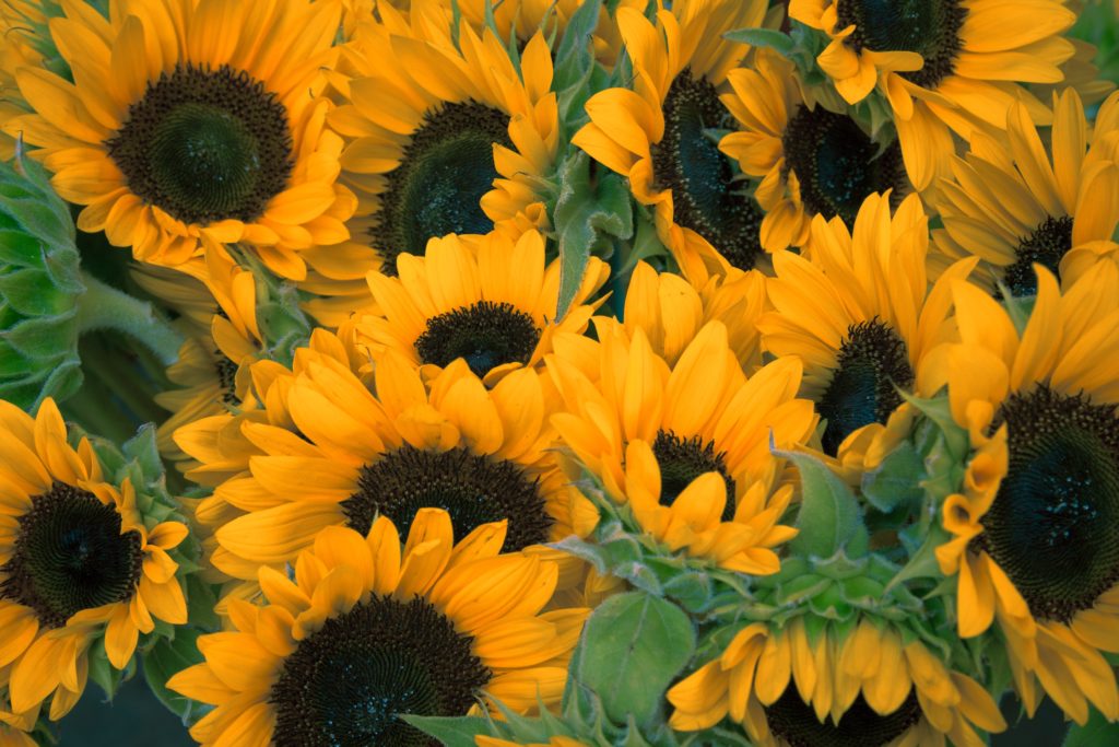 large yellow sunflowers