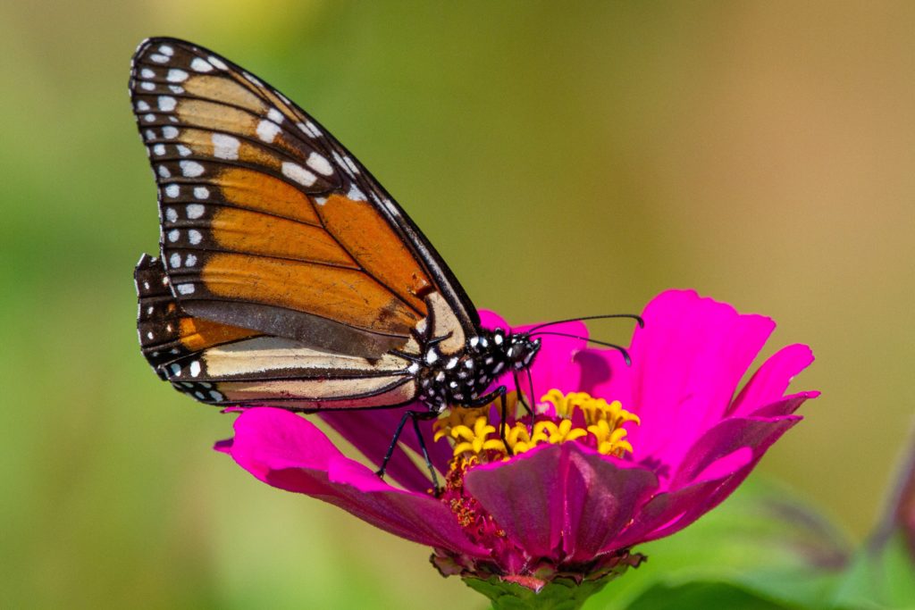 monarch butterfly on a bright pink zinnia flower