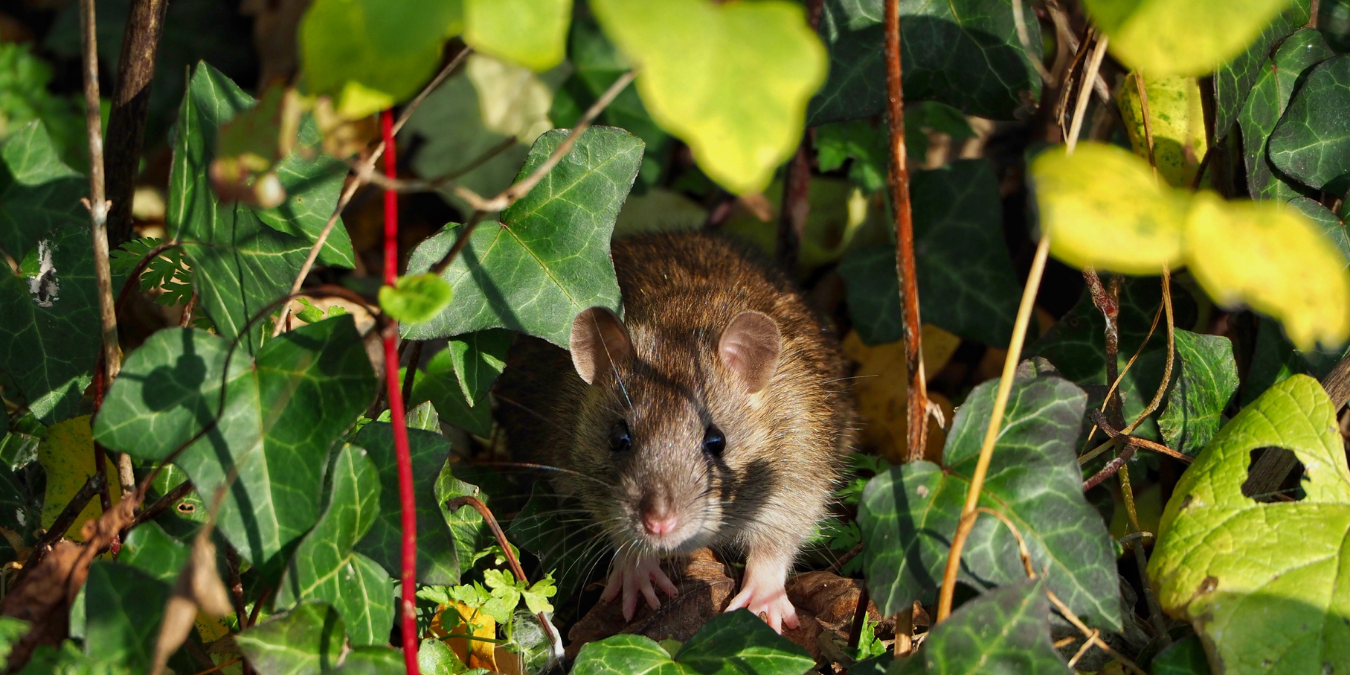 How to Get Rid of Rodents in Your Garden Shed