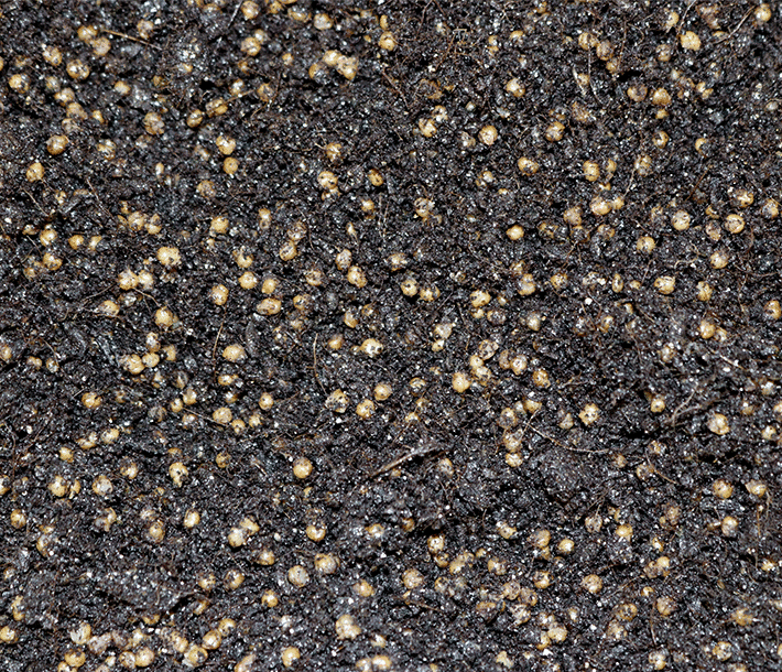 Close-up of the composition of the Grow Kit in a Bag Plus substrate and grain from Mushroomsupplies.