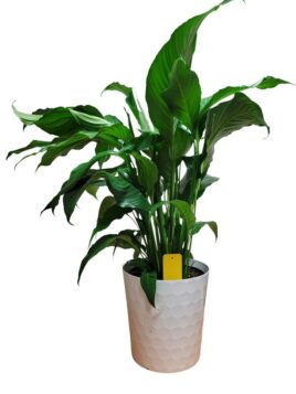 Stick Trap placed in pot of indoor potted peace lilly plant